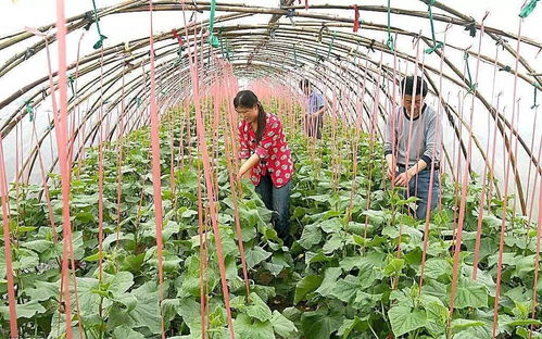 無公害農(nóng)產(chǎn)品認證制度改革過渡期有關問題說明