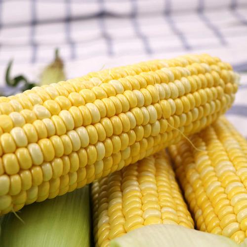 有贊拼團〕云南新鮮水果甜玉米棒蔬菜農(nóng)家自種即食生吃非轉基因苞谷
