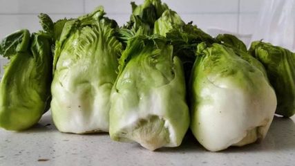 兒菜(抱子芥)--生長非常奇特、營養價值高的蔬菜