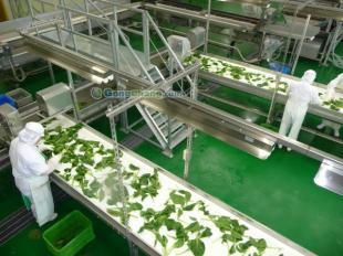 供應冷凍蔬菜生產(chǎn)線價格_供應冷凍蔬菜生產(chǎn)線廠家_世界工廠網(wǎng)產(chǎn)品信息庫