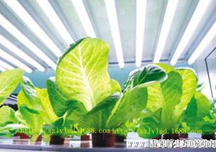 室內(nèi)植物燈管 室內(nèi)led植物培育燈管 適合蔬果培育led植物燈 暢銷