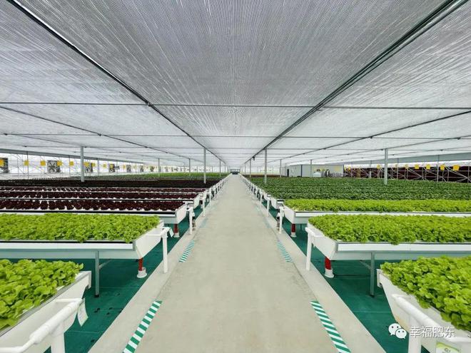 全省首批！肥東縣農(nóng)產(chǎn)品果蔬種植與農(nóng)副產(chǎn)品收購(gòu)雙豐收